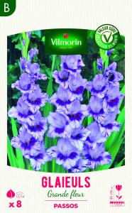 Glaïeuls Grande Fleur Passos (x8)